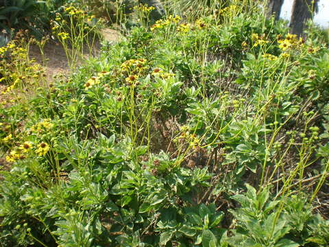 Sivun Encelia farinosa A. Gray ex Torr. kuva