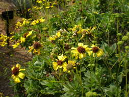 Sivun Encelia farinosa A. Gray ex Torr. kuva