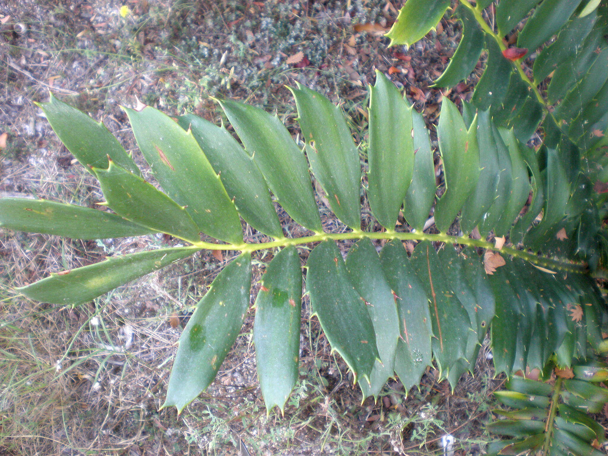 Слика од Encephalartos ferox G. Bertol