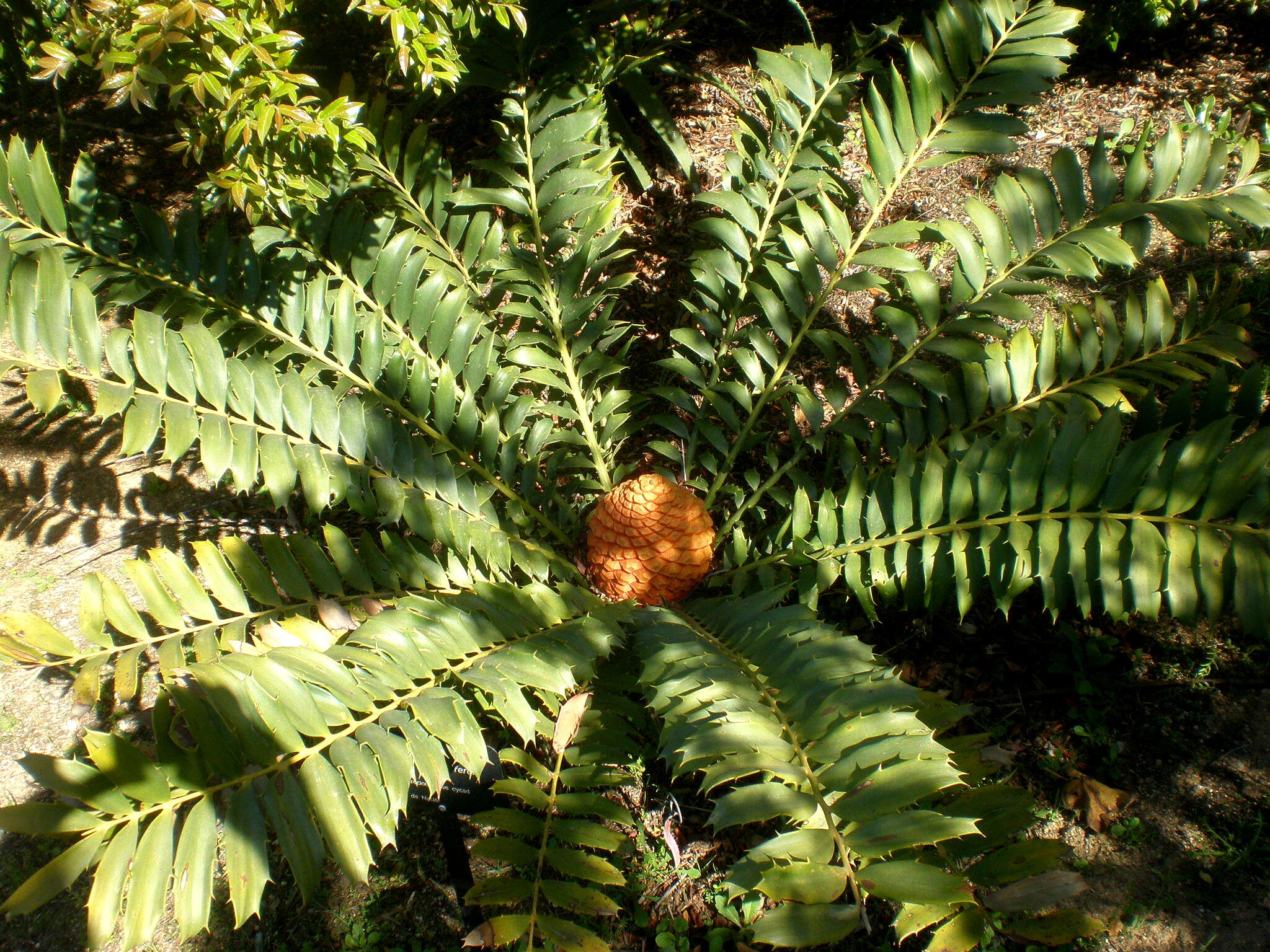 Слика од Encephalartos ferox G. Bertol