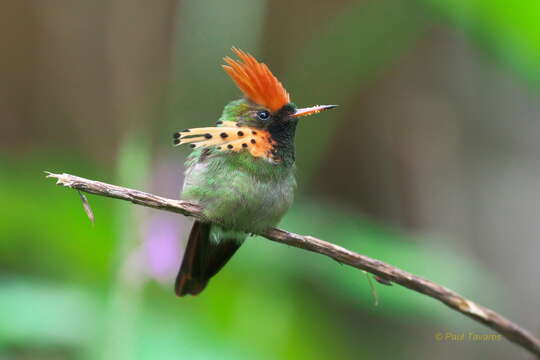 Lophornis ornatus (Boddaert 1783) resmi