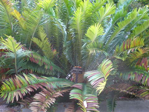 Image of Natal Cycad