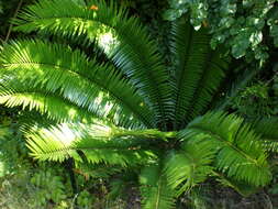 Image of Jozini Cycad