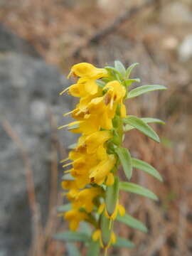 Image of Odontites linkii Heldr. & Sart. ex Boiss.