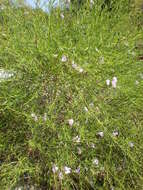 Image of Eremophila divaricata (F. Muell.) F. Muell.