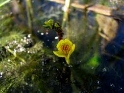 Слика од Utricularia australis R. Br.