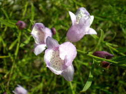 Image of Eremophila divaricata (F. Muell.) F. Muell.