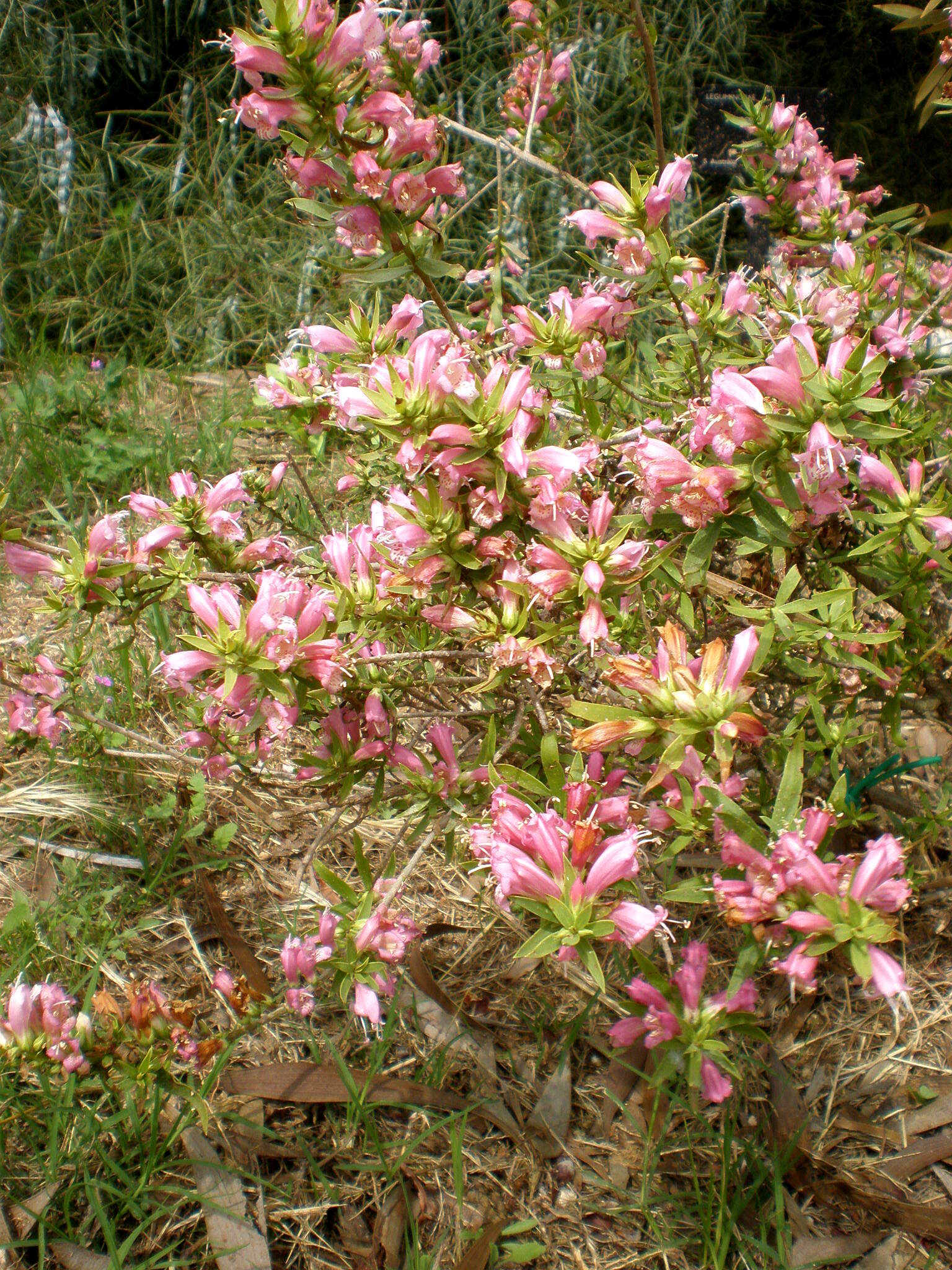 صورة Eremophila laanii F. Muell.