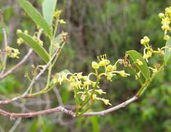 Plancia ëd Cissus cornifolia (Bak.) Planch.