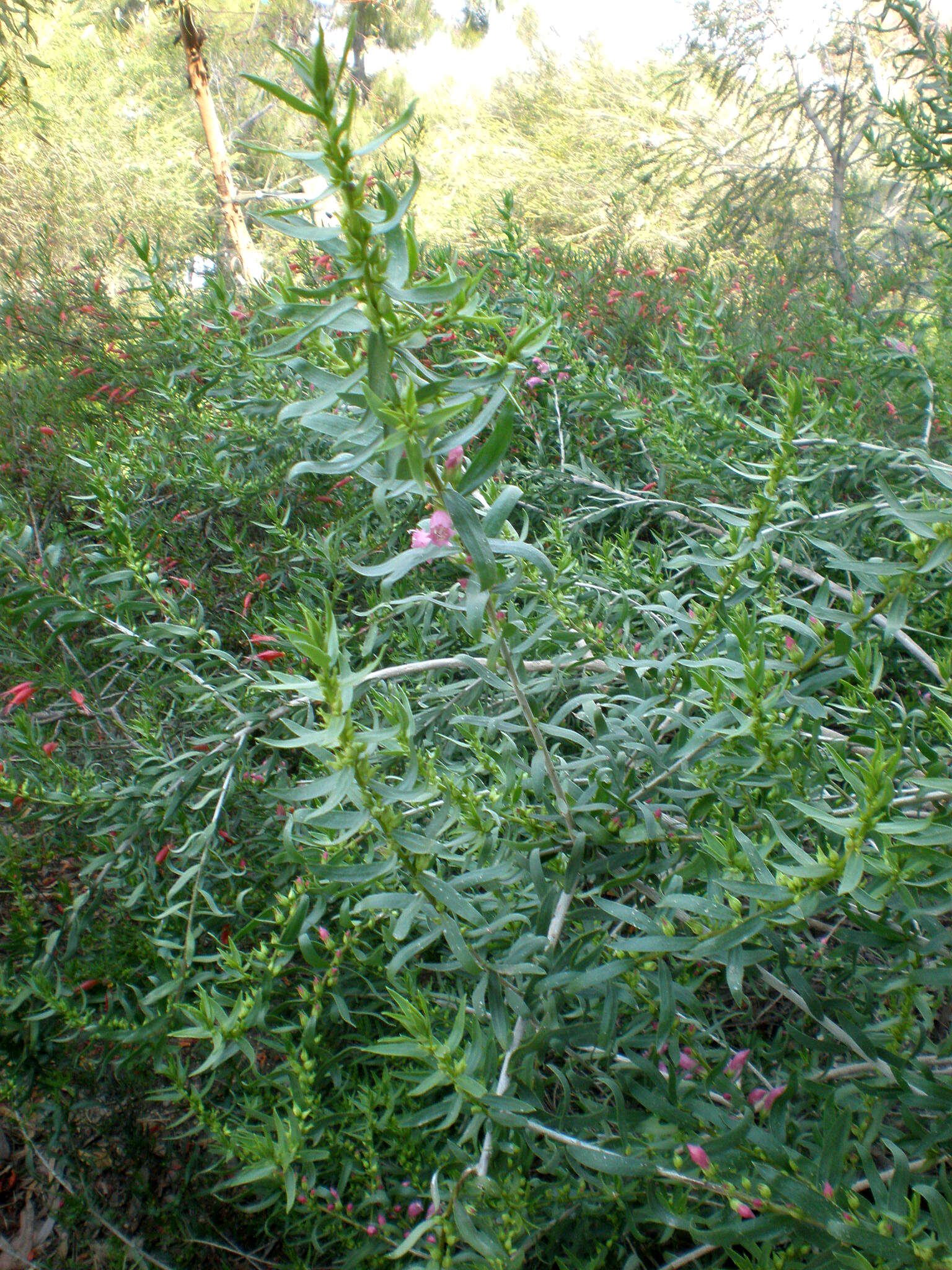 صورة Eremophila laanii F. Muell.