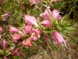 Слика од Eremophila laanii F. Muell.