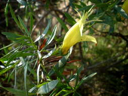 Image of Eremophila maculata (Ker-Gawler) F. Muell.