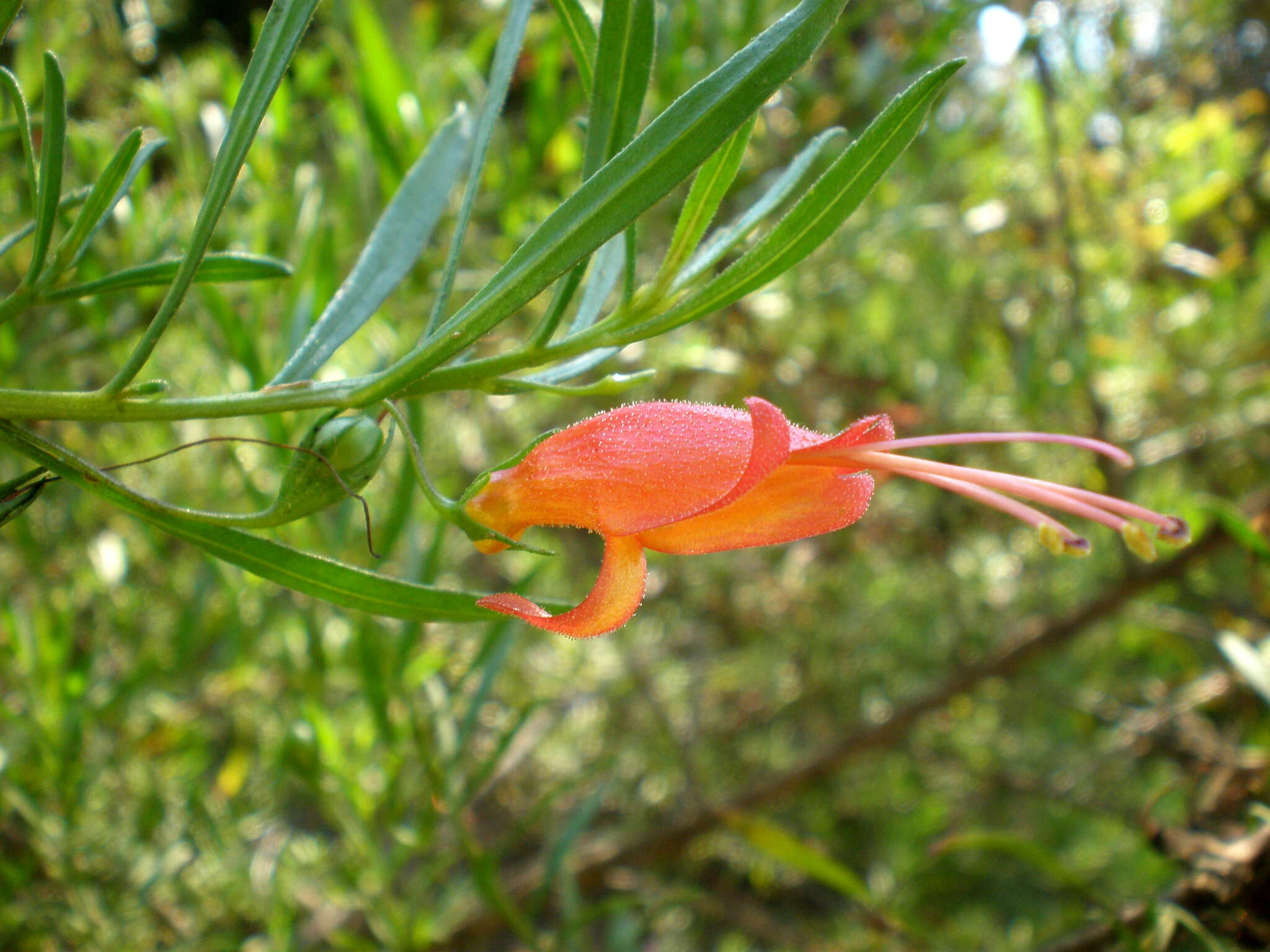 Image of Eremophila maculata (Ker-Gawler) F. Muell.