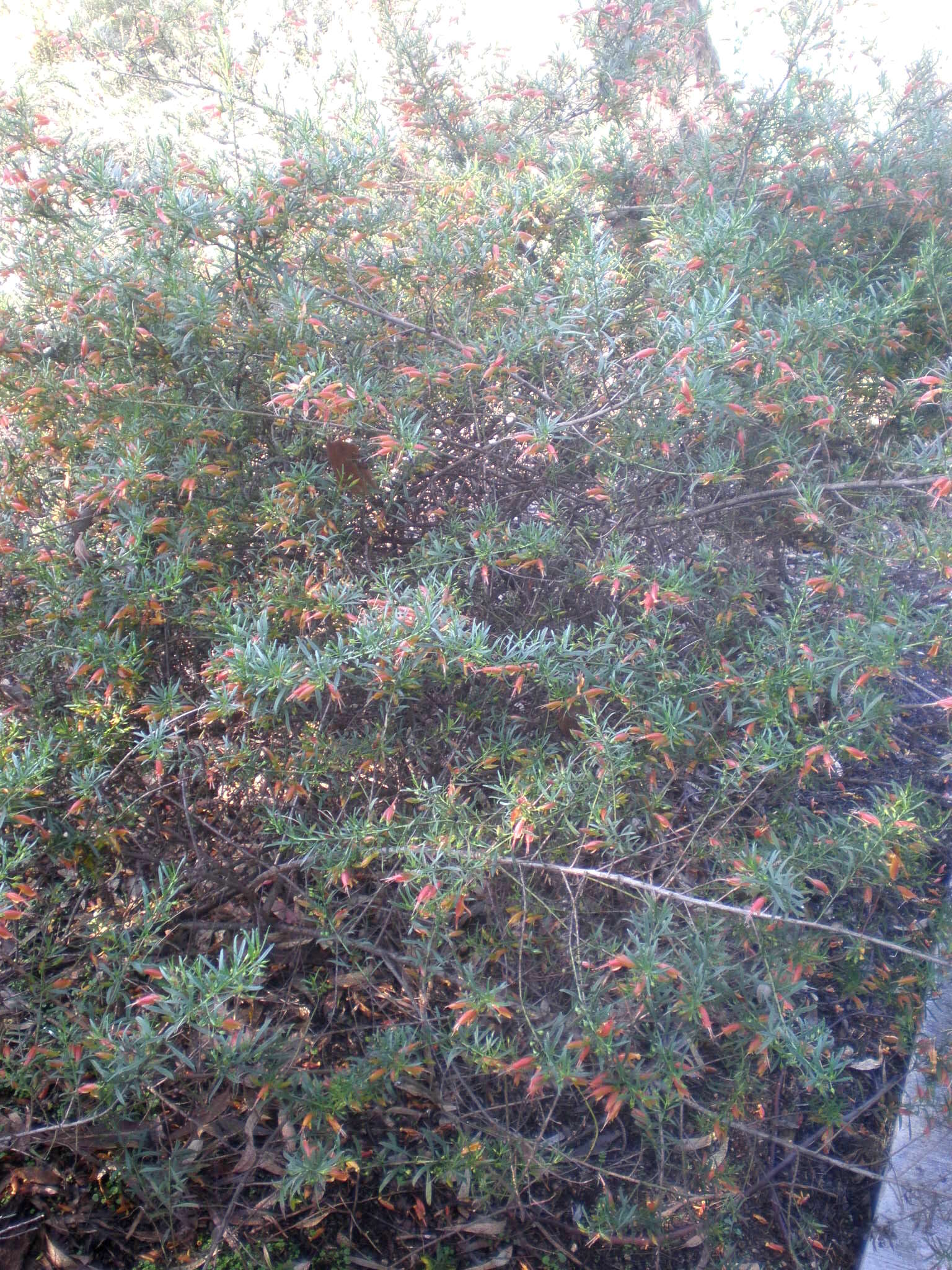 صورة Eremophila maculata (Ker-Gawler) F. Muell.