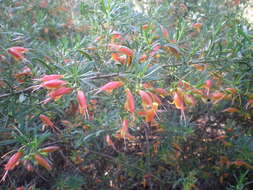 Image of Eremophila maculata (Ker-Gawler) F. Muell.