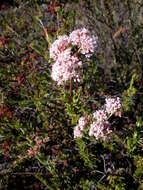 Imagem de Eriogonum fasciculatum Benth.