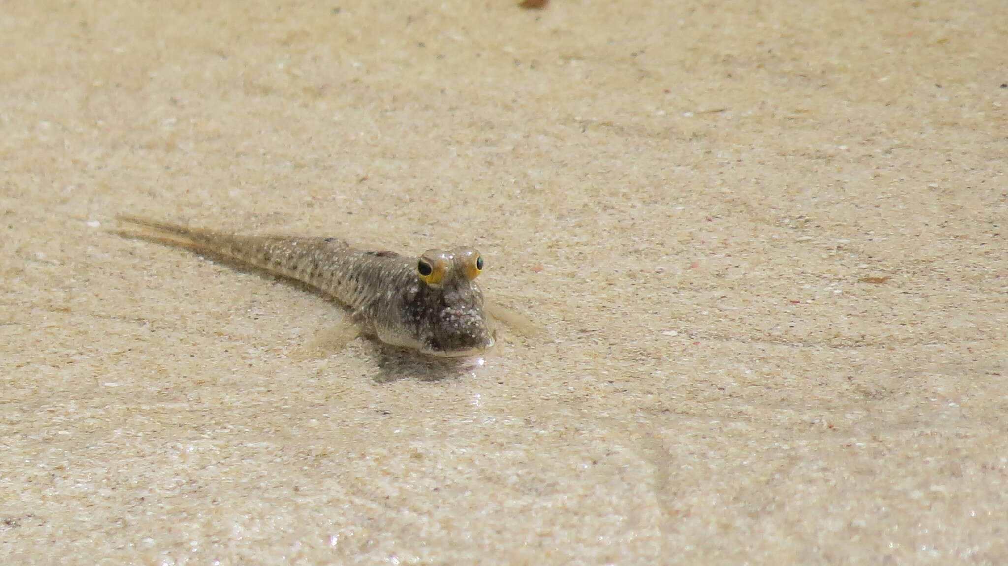 Image of Mud skipper