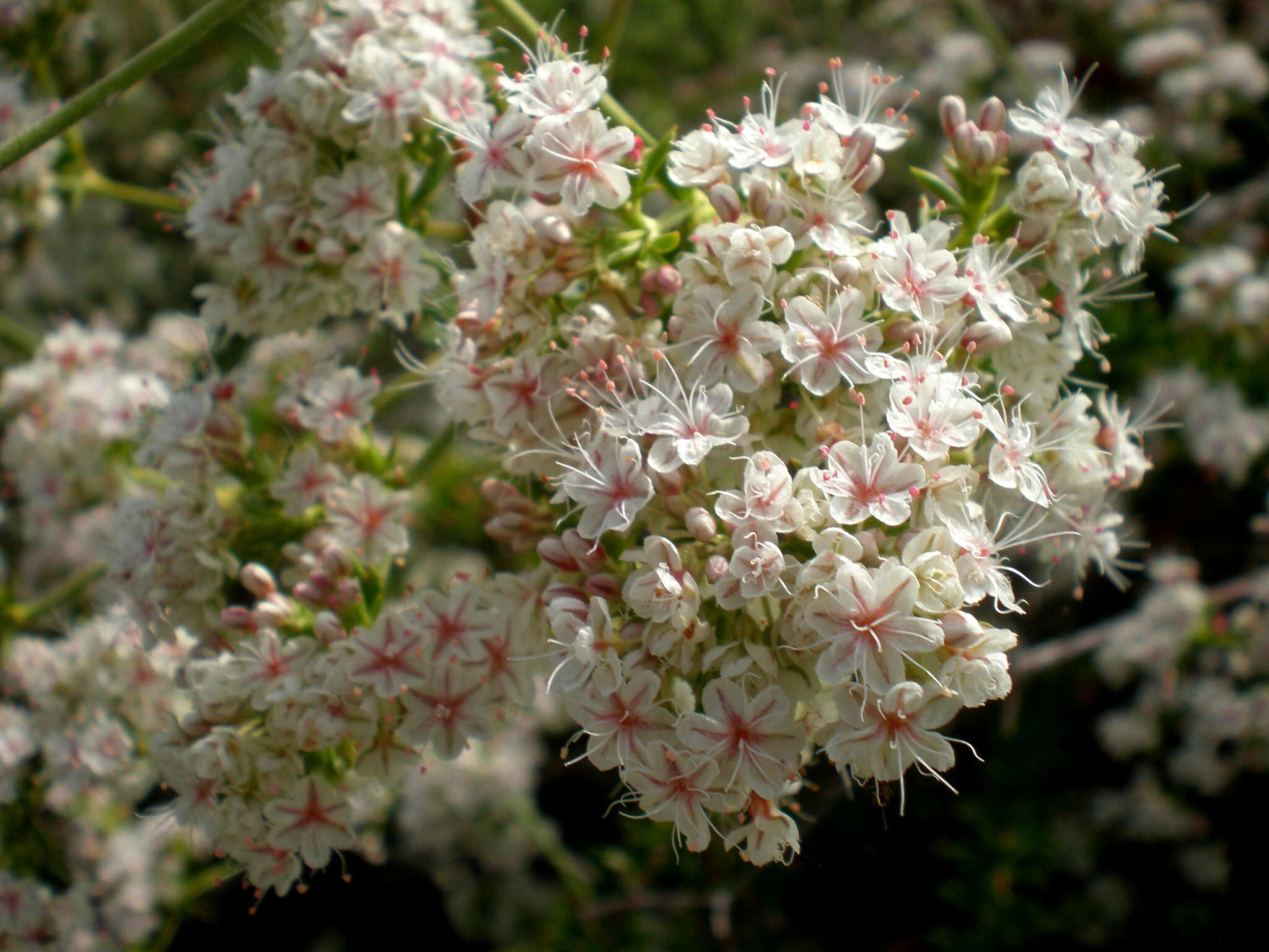 Imagem de Eriogonum fasciculatum Benth.