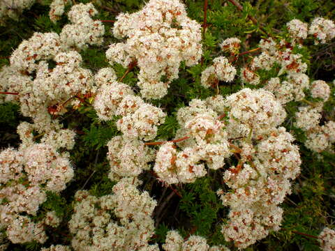 Imagem de Eriogonum fasciculatum Benth.