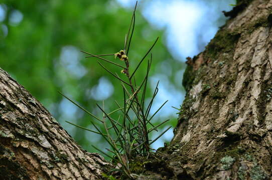 Imagem de Luisia teres (Thunb.) Blume