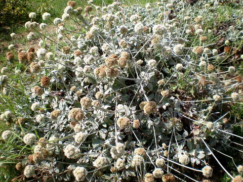 Image of seaside buckwheat