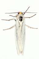 Image of <i>Coscinia chrysocephala</i>