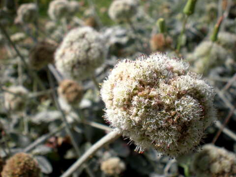 Image of seaside buckwheat