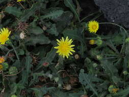 Image of Reichardia ligulata (Vent.) Kunkel & Sunding