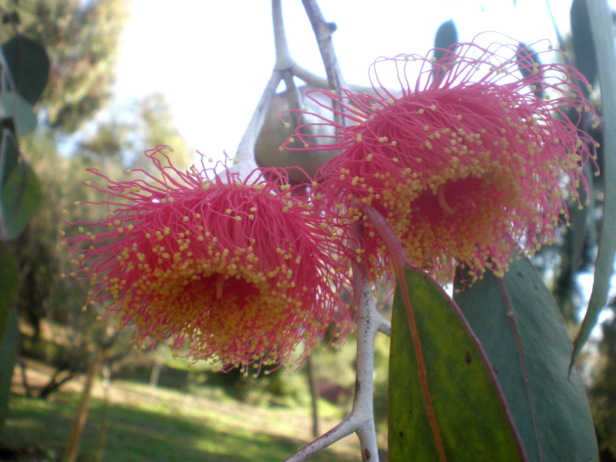 Слика од Eucalyptus caesia Benth.