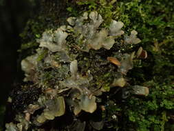 Image of Nephroma plumbeum (Mont.) Mont.