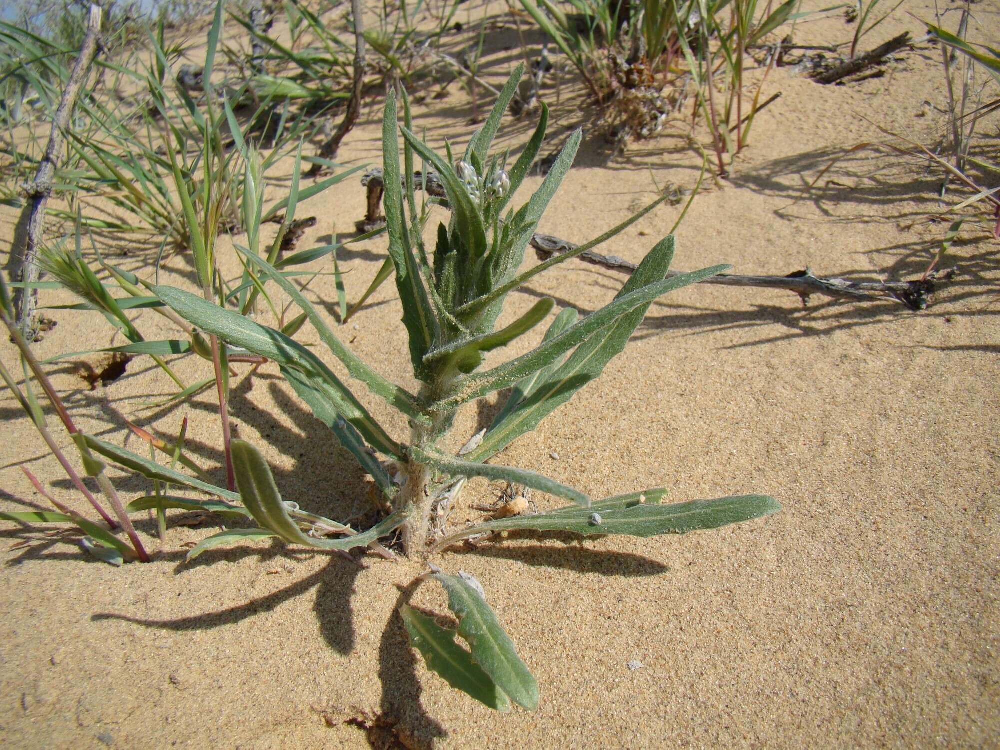 Image de Centaurea pulchella Ledeb.