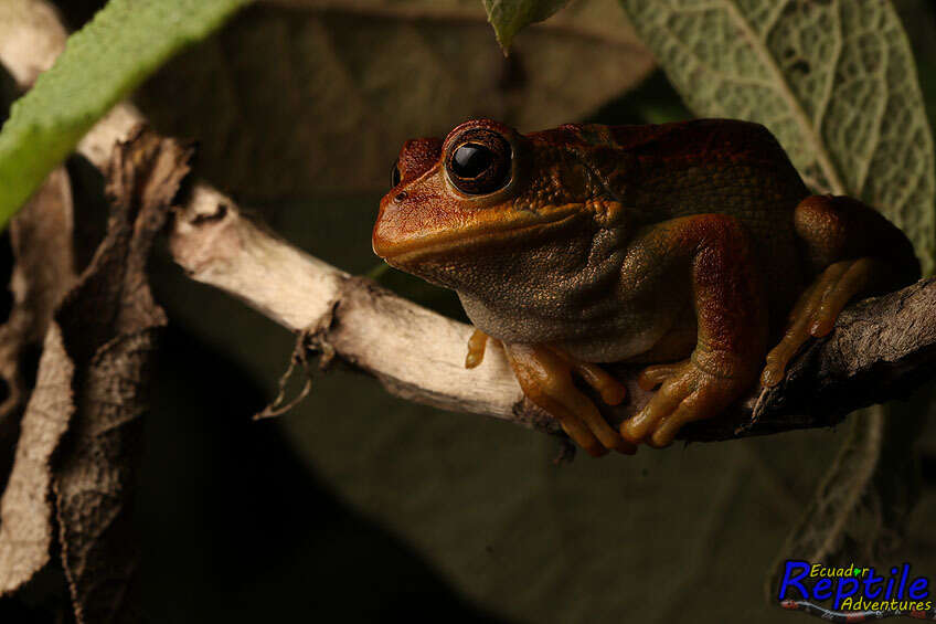 Image of Gastrotheca cuencana Carvajal-Endara, Coloma, Morales-Mite, Guayasamin, Székely & Duellman 2019