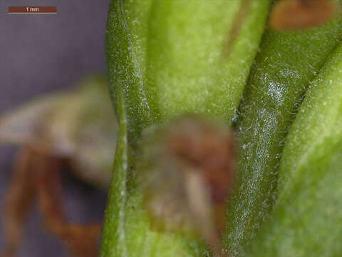 Image of October lady's tresses