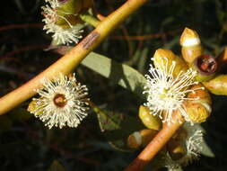 Image de Eucalyptus gracilis F. Müll.