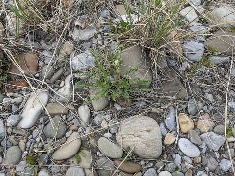 Image of field locoweed