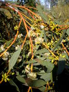 Sivun Eucalyptus gracilis F. Müll. kuva