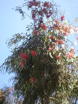 Image de Eucalyptus leucoxylon F. Müll.