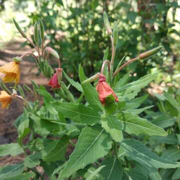 Слика од Oenothera anomala Curt.