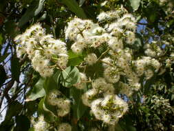 Image de Corymbia torelliana (F. Müll.) K. D. Hill & L. A. S. Johnson