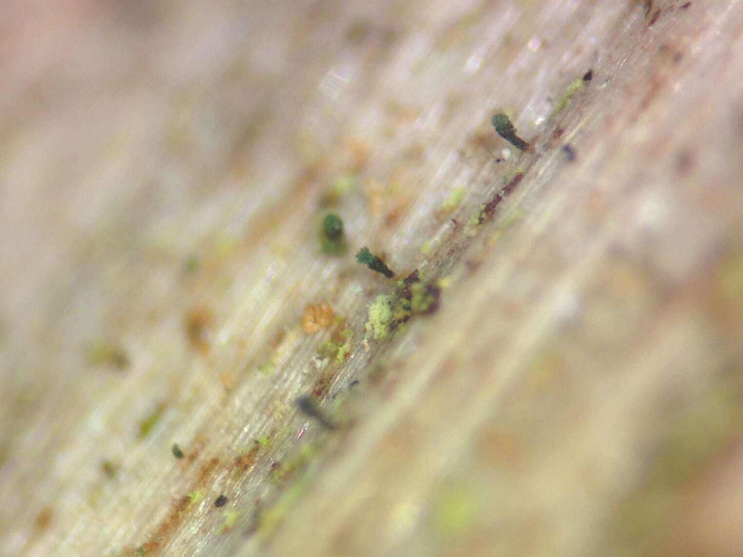Image of Ahlner's microcalicium lichen