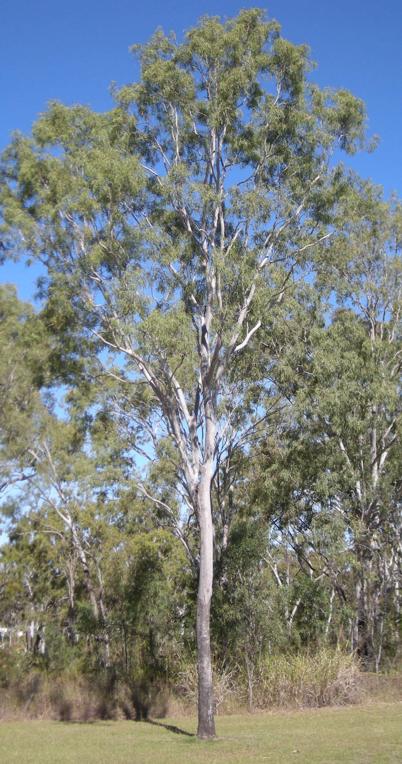 Image of Corymbia tessellaris (F. Müll.) K. D. Hill & L. A. S. Johnson