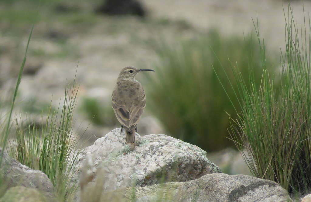 Image of Slender-billed Miner