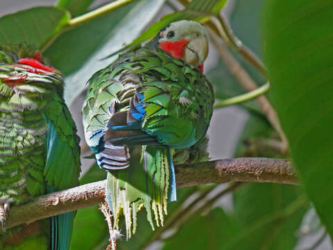 Image of Bahamas Parrot