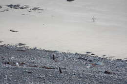 Image of Yellow-eyed Penguins