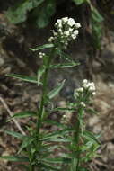 Image of Achillea biserrata M. Bieb.