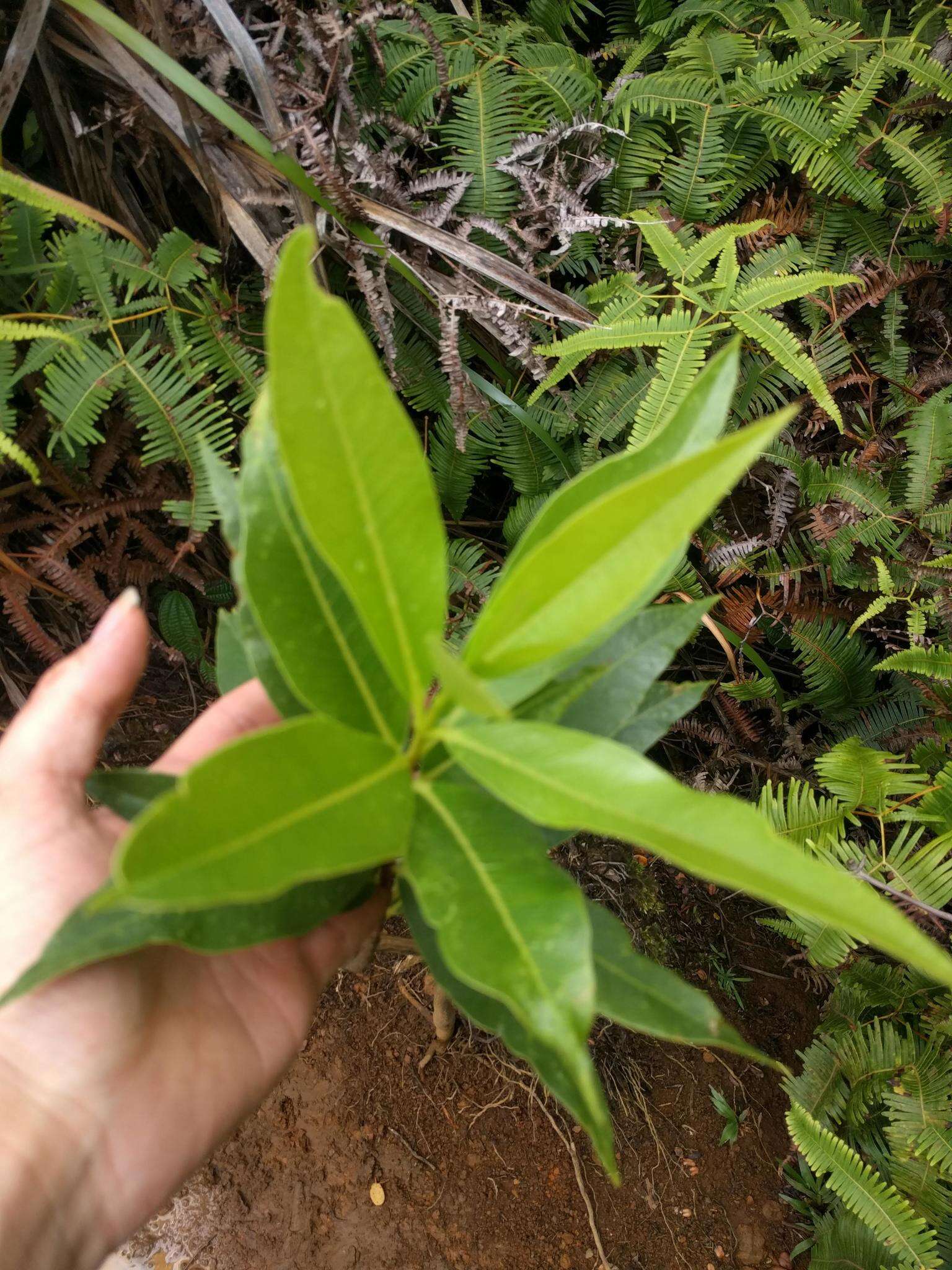 صورة Wikstroemia oahuensis (A. Gray) Rock