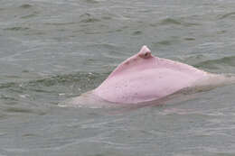 Image of Chinese Humpback Dolphin