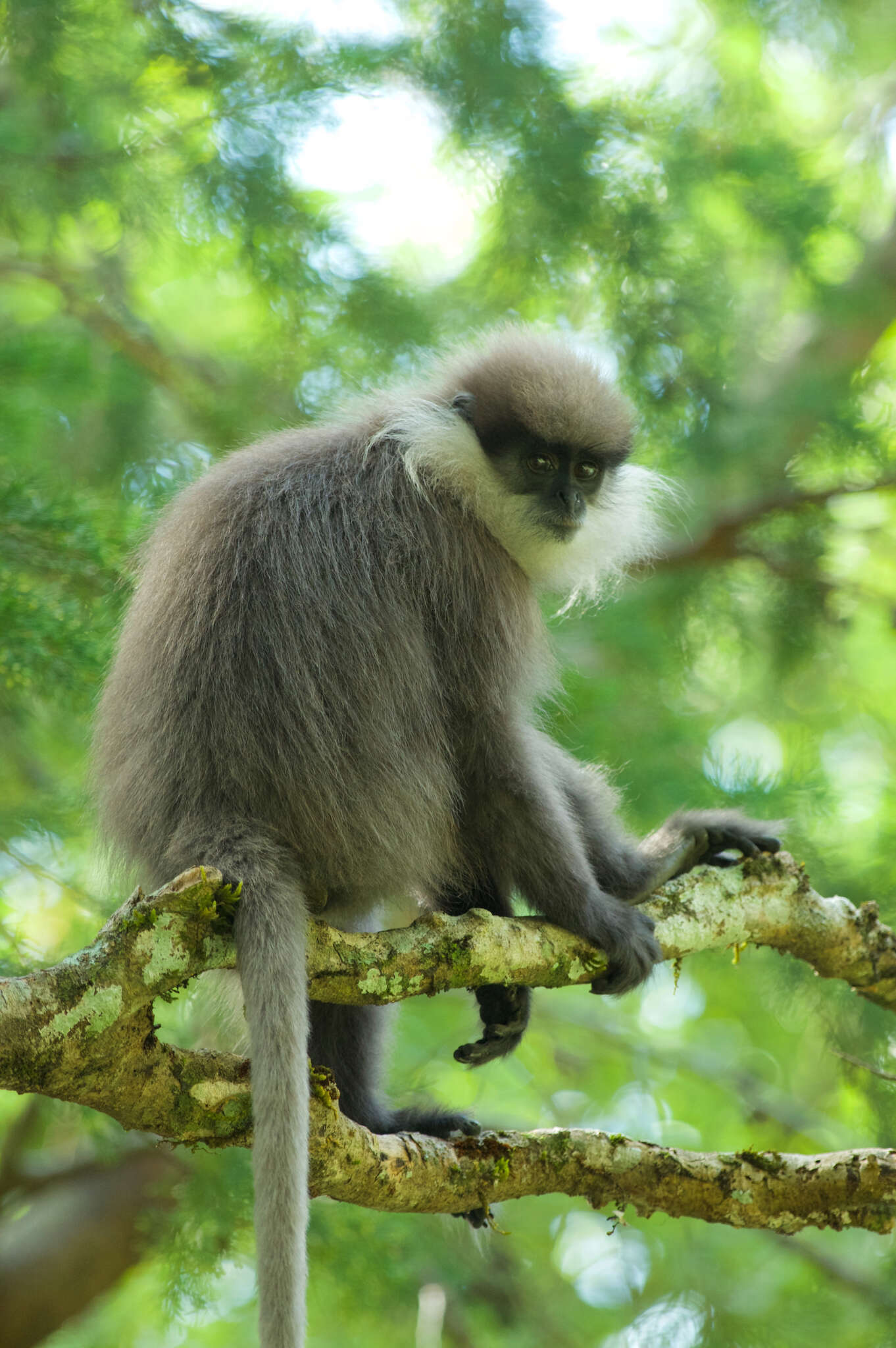 Image of Semnopithecus vetulus monticola (Kelaart 1850)