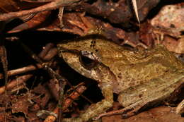 Image of Horned Madagascar Frog