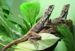 Image of Frilled Lizard